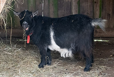 Ernie - Pygmy Goat