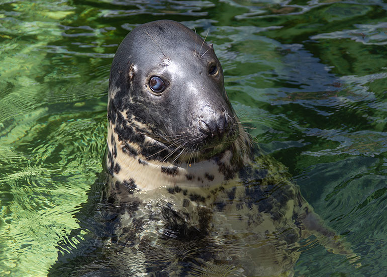 Cornish Seal Sanctuary