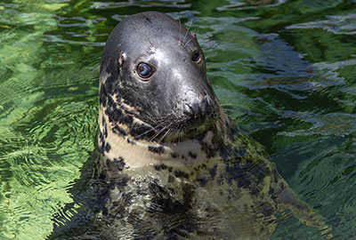 Cornish Seal Sanctuary