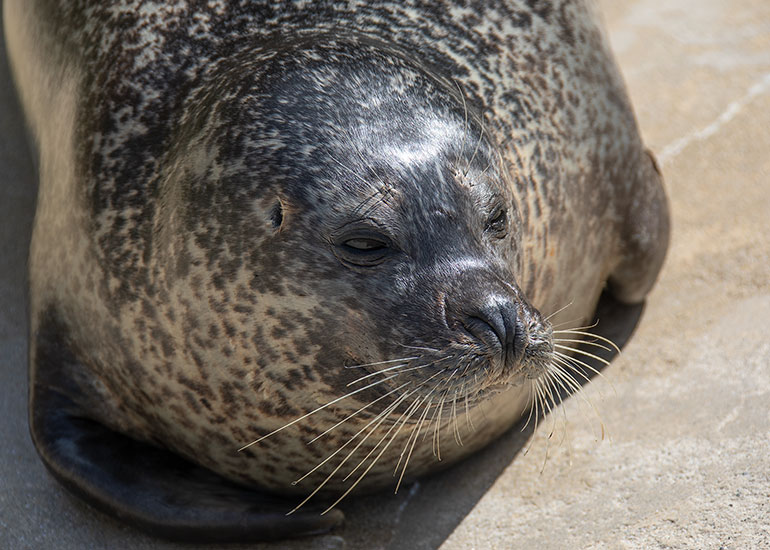 Bo - Common Seal