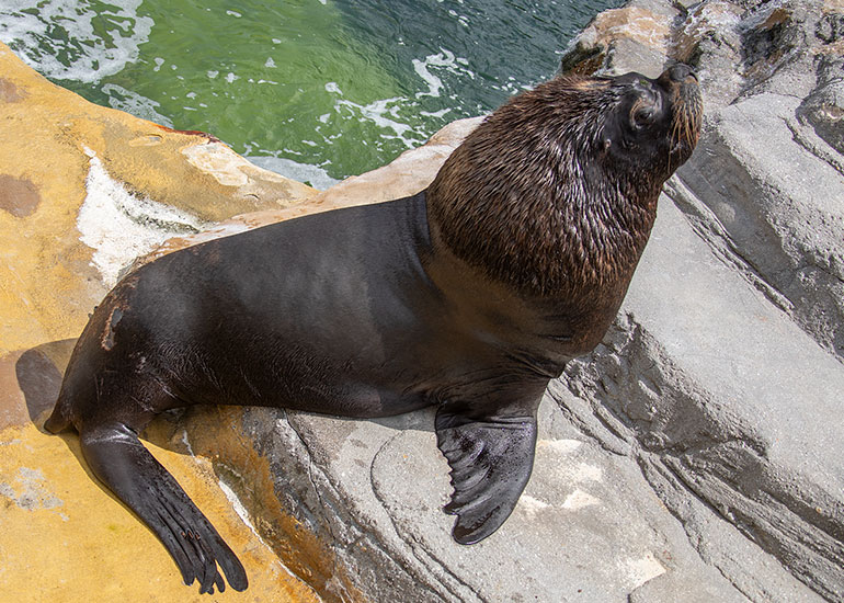 Diego - Patagonian Sea Lion