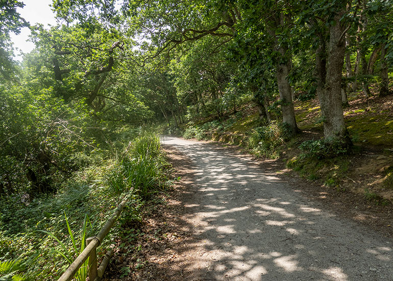 Woodlands walk!