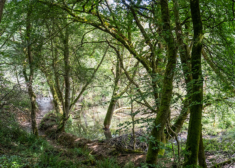 Beavers Enclosure