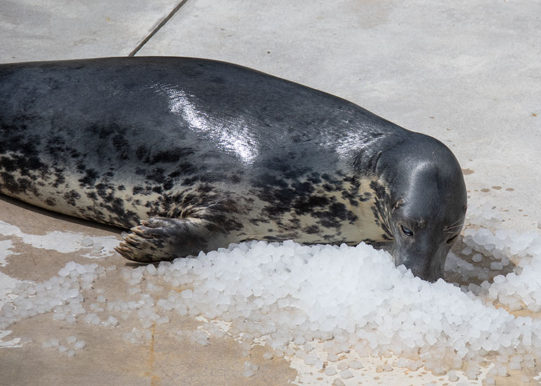 Jinx loves eating ice on a summer's day!