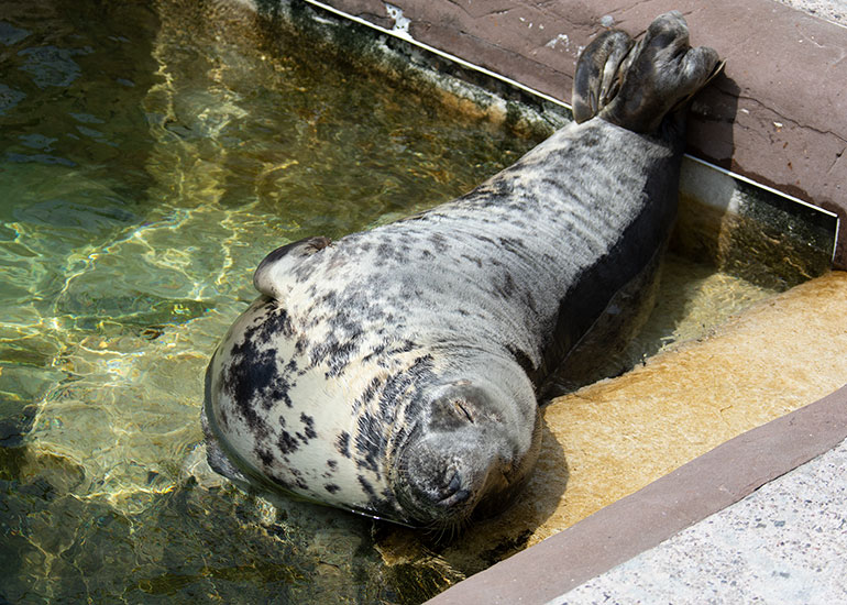 Lazy afternoon nap