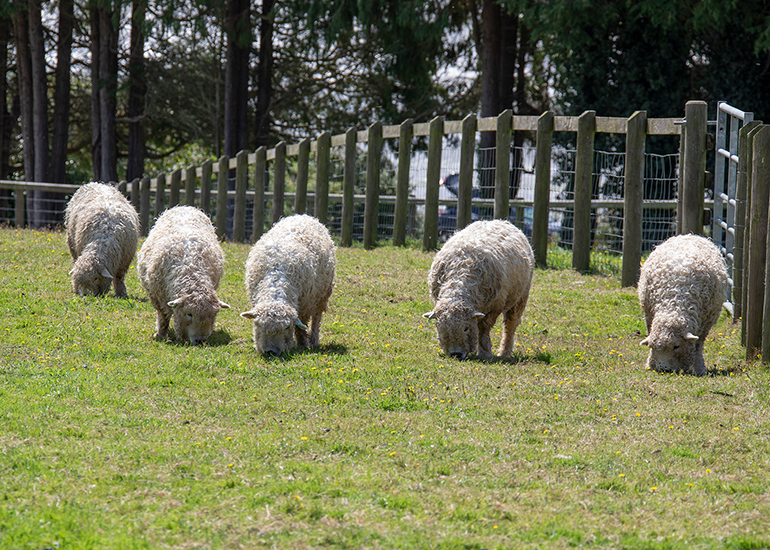 Greyface Dartmoor Sheep