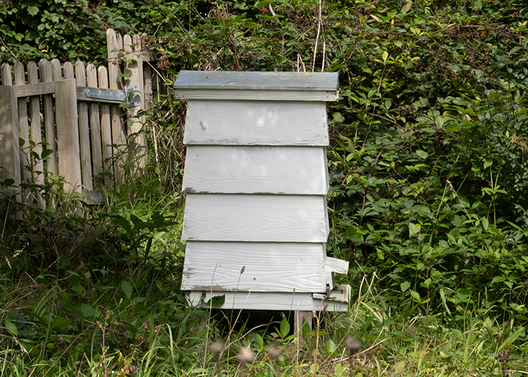 Bee Hive