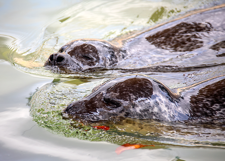 Common Seals