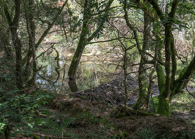Amazing dam built by the beavers