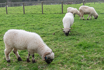 Sheep