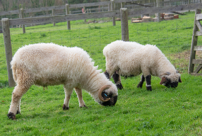 Sheep