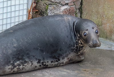 Cornish Seal Sanctuary