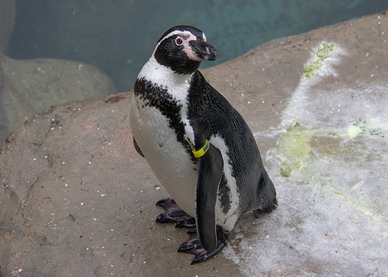 Yoni - Humboldt Penguin