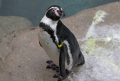 Yoni - Humboldt Penguin