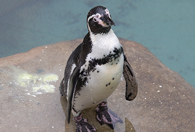 Ivy - Humboldt Penguin
