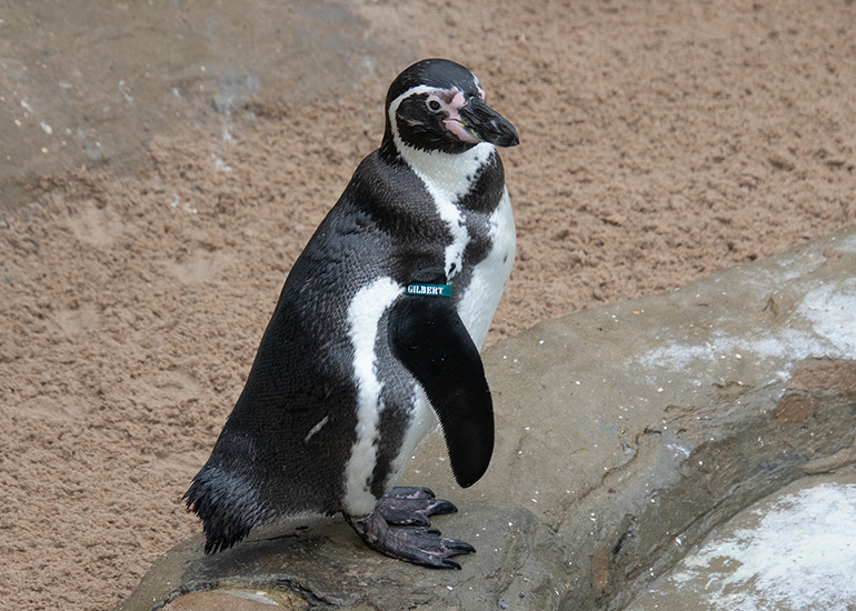 Gilbert - Humboldt Penguin