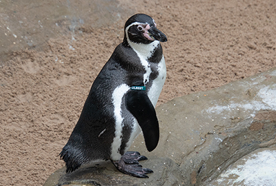 Gilbert - Humboldt Penguin