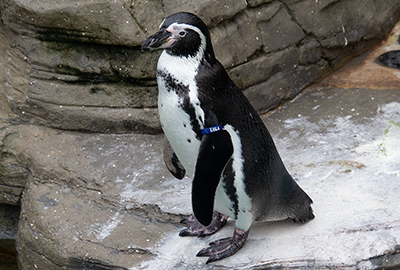 Lola - Humboldt Penguin