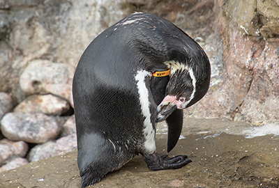 Waddles - Humboldt Penguin