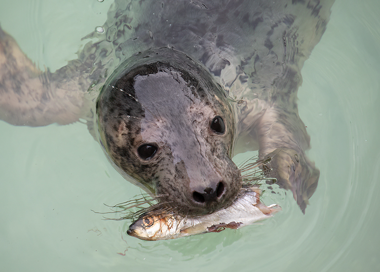 Sienna Rescued seal pup 2023-24