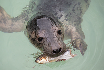 Sienna - Rescued seal pup 2023-24