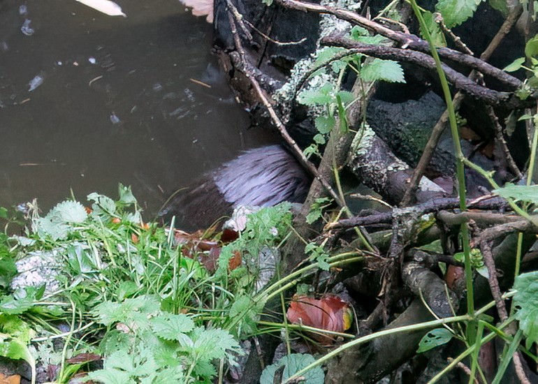 Can you see Norbert, the Beaver, sleeping in the corner of the water!