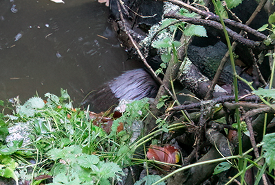 Can you see Norbert, the Beaver, sleeping in the corner of the water to the right of the photo
