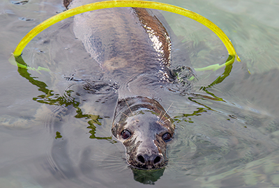 Cornish Seal Sanctuary