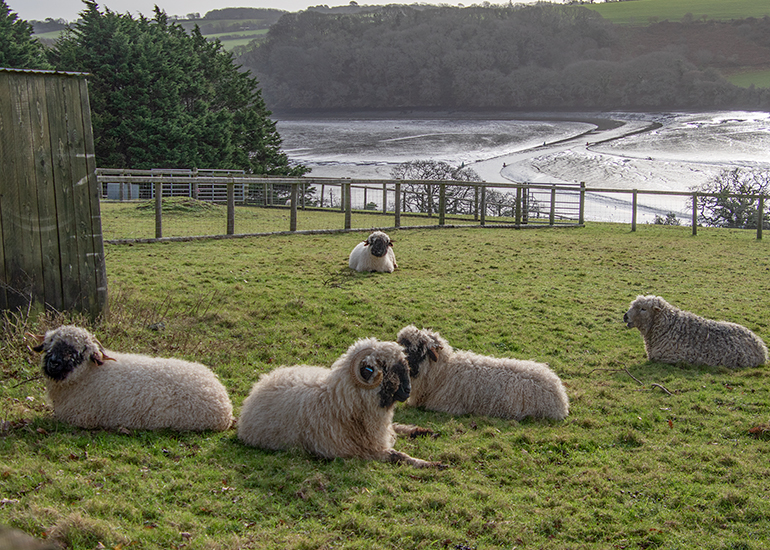 Valais Blacknose Wether Sheep and Greyface Dartmoor Sheep