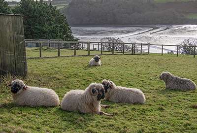 Valais Blacknose Wether Sheep and Greyface Dartmoor Sheep
