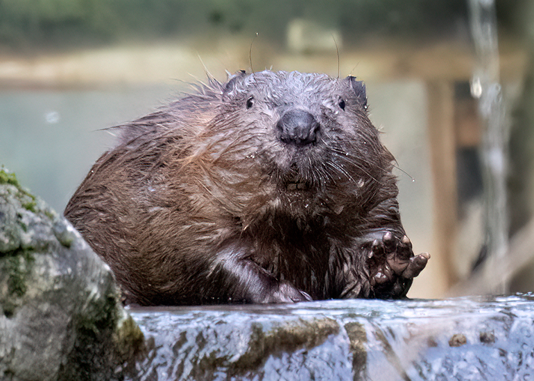 Beaver Kit 
