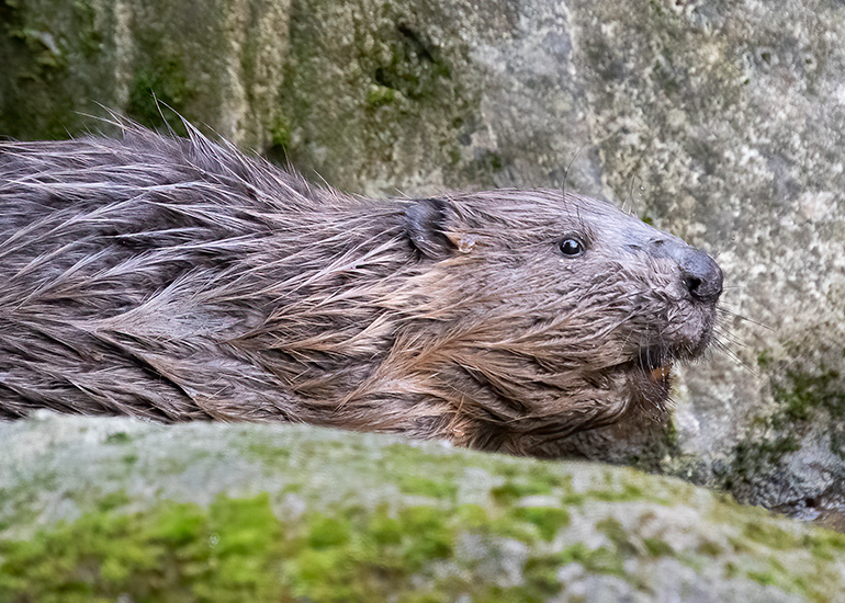 One of the Beavers