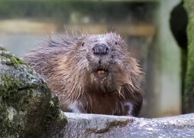 Beaver Kit = 24th February 2024 - Interesting fact!