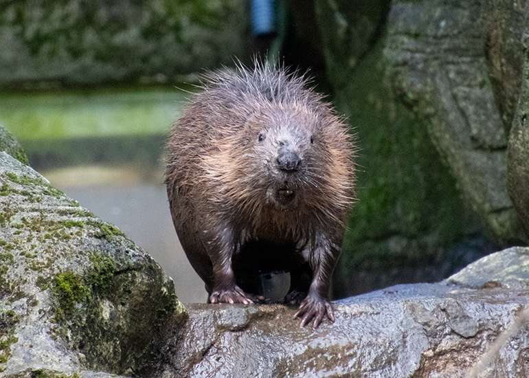 Beaver Kit = 24th February 2024 - Interesting fact!