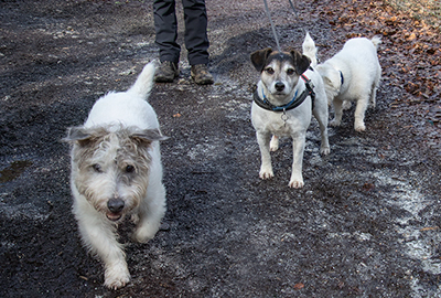 These three beautiful dogs enjoying their nature trail walk!