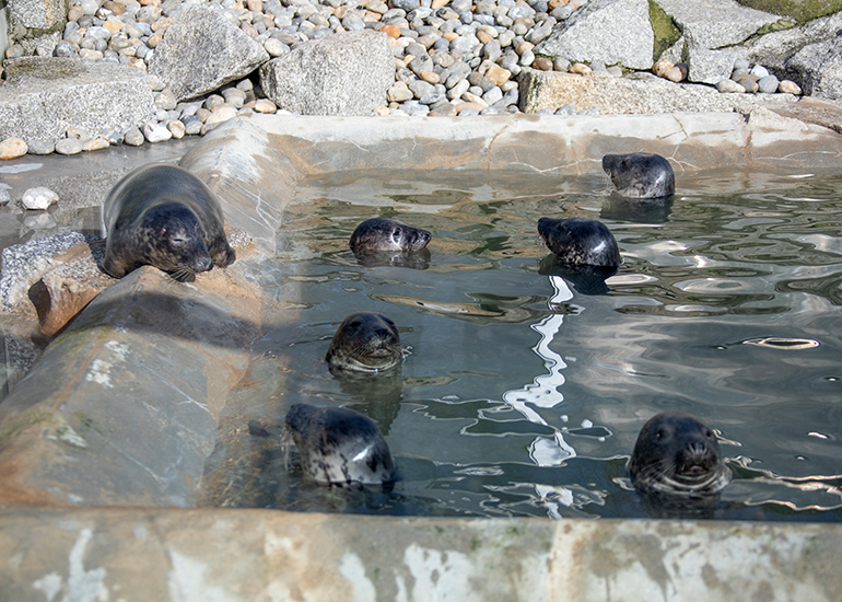 In the rescued seal pups in the rehabilitation