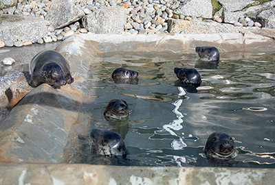 The rescued seal pups in the rehabilitation