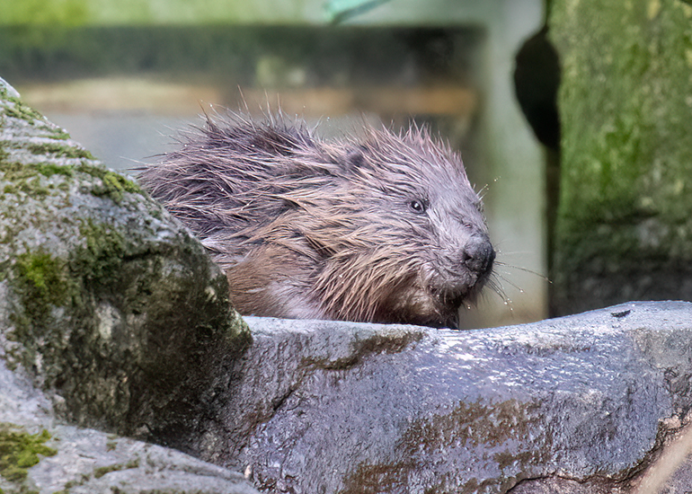 Kit Beaver