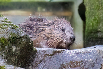 Kit in the beaver´s nursery enclosure!