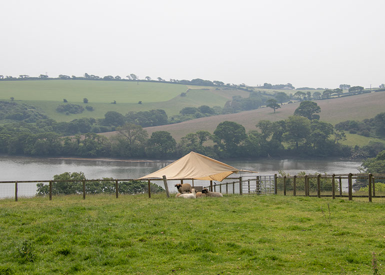 Cornish Seal Sanctuary
