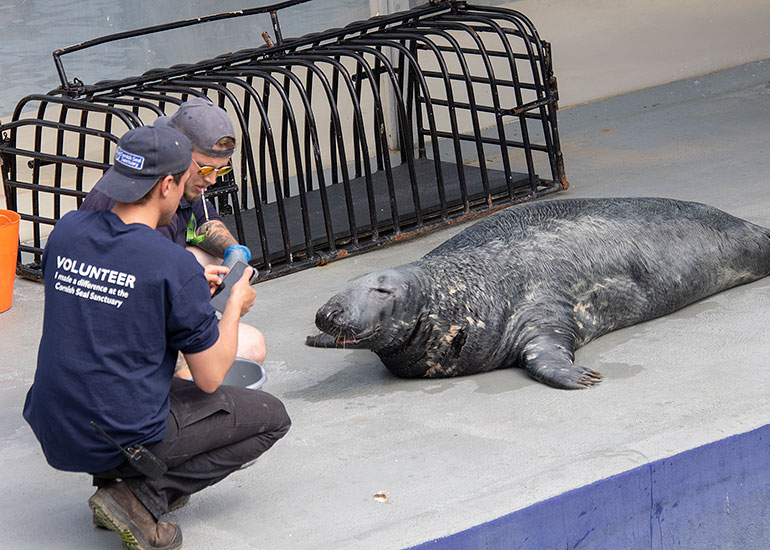 Cornish Seal Sanctuary
