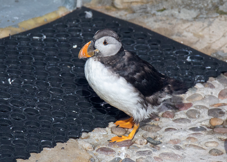 Puffin