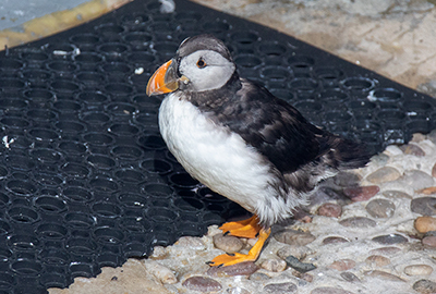 Puffin
