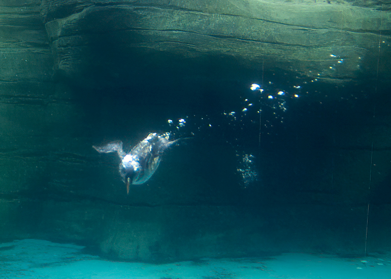 Puffin Underwater