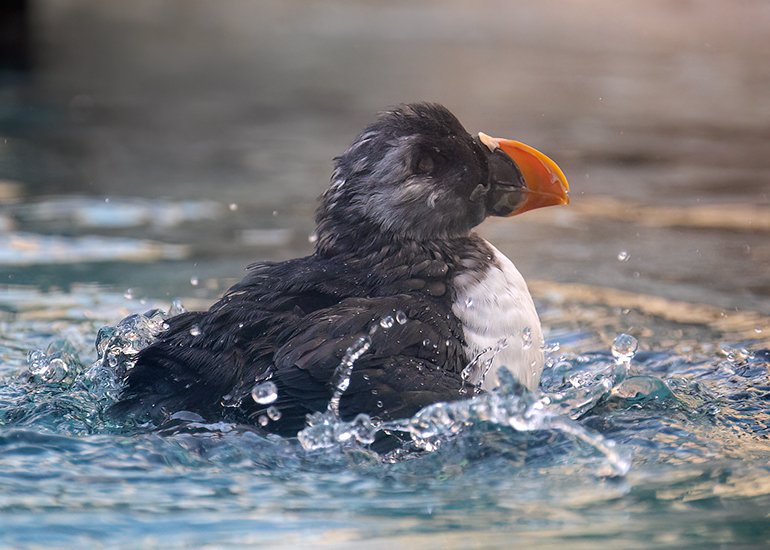 Puffin