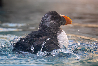 Puffin