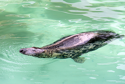 Cornish Seal Sanctuary
