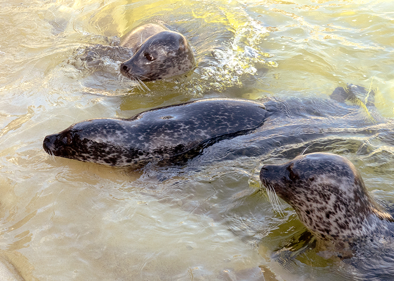 Cornish Seal Sanctuary