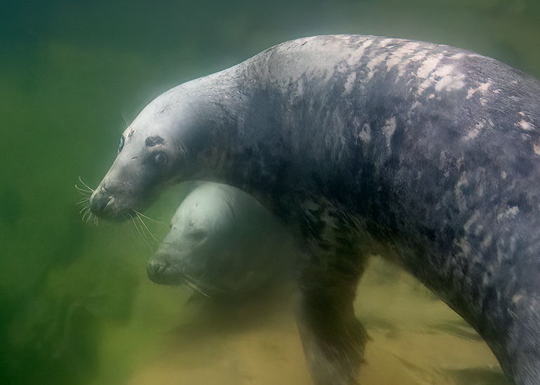 Cornish Seal Sanctuary