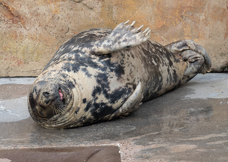 Cornish Seal Sanctuary